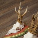 Reehoorns 20 stuks reebokken Reebokkenhoorns gesneden trofeeënborden 22.1350