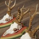 Reehoorns 20 stuks reebokken Reebokkenhoorns gesneden trofeeënborden 22.1350