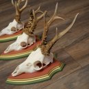 Reehoorns 20 stuks reebokken Reebokkenhoorns gesneden trofeeënborden 22.1350