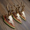 Reehoorns 20 stuks reebokken Reebokkenhoorns gesneden trofeeënborden 22.1350