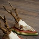 Reehoorns 20 stuks reebokken Reebokkenhoorns gesneden trofeeënborden 22.1350