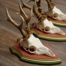 Reehoorns 20 stuks reebokken Reebokkenhoorns gesneden trofeeënborden 22.1350