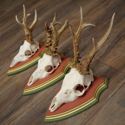 Reehoorns 20 stuks reebokken Reebokkenhoorns gesneden trofeeënborden 22.1350