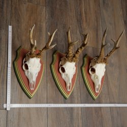 Reehoorns 20 stuks reebokken Reebokkenhoorns gesneden trofeeënborden 22.1350