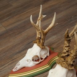 Reehoorns 20 stuks reebokken Reebokkenhoorns gesneden trofeeënborden 22.1350