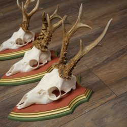 Reehoorns 20 stuks reebokken Reebokkenhoorns gesneden trofeeënborden 22.1350