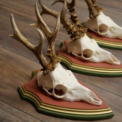 Reehoorns 20 stuks reebokken Reebokkenhoorns gesneden trofeeënborden 22.1350