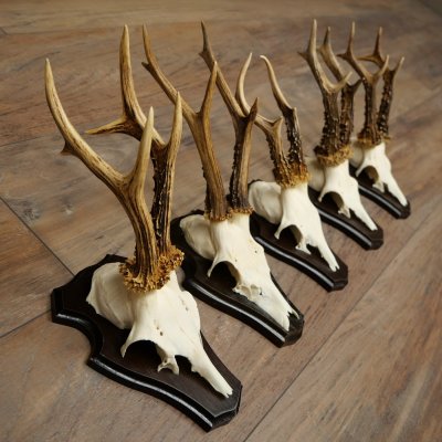 Cuernos de corzo, 3 piezas, corzos machos, cuernos de corzo tallados, placas de trofeo 22.1320