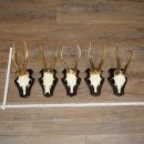 Cuernos de corzo, 3 piezas, corzos machos, cuernos de corzo tallados, placas de trofeo 22.1320