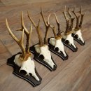 Cuernos de corzo, 3 piezas, corzos machos, cuernos de corzo tallados, placas de trofeo 22.1320