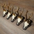 Cuernos de corzo, 3 piezas, corzos machos, cuernos de corzo tallados, placas de trofeo 22.1320