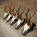 Cuernos de corzo, 3 piezas, corzos machos, cuernos de corzo tallados, placas de trofeo 22.1320