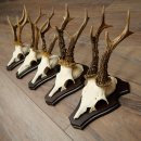 Cuernos de corzo, 3 piezas, corzos machos, cuernos de corzo tallados, placas de trofeo 22.1320