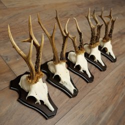 Cuernos de corzo, 3 piezas, corzos machos, cuernos de corzo tallados, placas de trofeo 22.1320