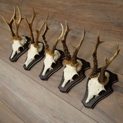 Cuernos de corzo, 3 piezas, corzos machos, cuernos de corzo tallados, placas de trofeo 22.1320