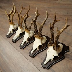 Cuernos de corzo, 3 piezas, corzos machos, cuernos de corzo tallados, placas de trofeo 22.1320