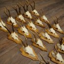 Cuernos de corzo, 20 piezas, corzos machos, corzo macho, cuernos de corzo, juego sobre placas de trofeo 21.474