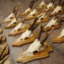 Cuernos de corzo, 20 piezas, corzos machos, corzo macho, cuernos de corzo, juego sobre placas de trofeo 21.474