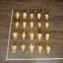 Cuernos de corzo, 20 piezas, corzos machos, corzo macho, cuernos de corzo, juego sobre placas de trofeo 21.474