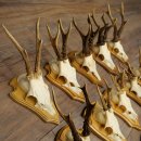 Cuernos de corzo, 20 piezas, corzos machos, corzo macho, cuernos de corzo, juego sobre placas de trofeo 21.474