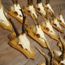 Cuernos de corzo, 20 piezas, corzos machos, corzo macho, cuernos de corzo, juego sobre placas de trofeo 21.474