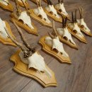 Cuernos de corzo, 20 piezas, corzos machos, corzo macho, cuernos de corzo, juego sobre placas de trofeo 21.474