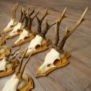 Cuernos de corzo, 20 piezas, corzos machos, corzo macho, cuernos de corzo, juego sobre placas de trofeo 21.474