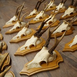 Cuernos de corzo, 20 piezas, corzos machos, corzo macho, cuernos de corzo, juego sobre placas de trofeo 21.474