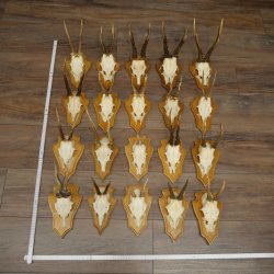 Cuernos de corzo, 20 piezas, corzos machos, corzo macho, cuernos de corzo, juego sobre placas de trofeo 21.474