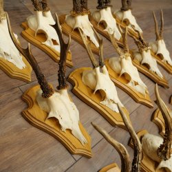 Cuernos de corzo, 20 piezas, corzos machos, corzo macho, cuernos de corzo, juego sobre placas de trofeo 21.474