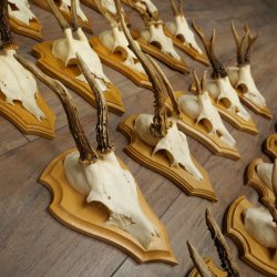 Cuernos de corzo, 20 piezas, corzos machos, corzo macho, cuernos de corzo, juego sobre placas de trofeo 21.474