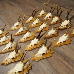 Cuernos de corzo, 20 piezas, corzos machos, corzo macho, cuernos de corzo, juego sobre placas de trofeo 21.474