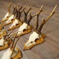 Cuernos de corzo, 20 piezas, corzos machos, corzo macho, cuernos de corzo, juego sobre placas de trofeo 21.474