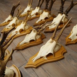 Cuernos de corzo, 20 piezas, corzos machos, corzo macho, cuernos de corzo, juego sobre placas de trofeo 21.474