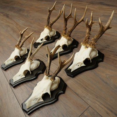Cuernos de corzo, 6 piezas, corzos machos, corzo macho, cuernos de corzo, juego sobre placas de trofeo 21.475