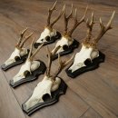 Cuernos de corzo, 6 piezas, corzos machos, corzo macho, cuernos de corzo, juego sobre placas de trofeo 21.475