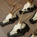 Cuernos de corzo, 6 piezas, corzos machos, corzo macho, cuernos de corzo, juego sobre placas de trofeo 21.475