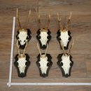 Cuernos de corzo, 6 piezas, corzos machos, corzo macho, cuernos de corzo, juego sobre placas de trofeo 21.475