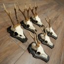 Cuernos de corzo, 6 piezas, corzos machos, corzo macho, cuernos de corzo, juego sobre placas de trofeo 21.475