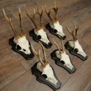 Cuernos de corzo, 6 piezas, corzos machos, corzo macho, cuernos de corzo, juego sobre placas de trofeo 21.475