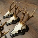 Cuernos de corzo, 6 piezas, corzos machos, corzo macho, cuernos de corzo, juego sobre placas de trofeo 21.475