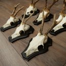 Cuernos de corzo, 6 piezas, corzos machos, corzo macho, cuernos de corzo, juego sobre placas de trofeo 21.475