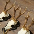 Cuernos de corzo, 6 piezas, corzos machos, corzo macho, cuernos de corzo, juego sobre placas de trofeo 21.475