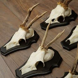 Cuernos de corzo, 6 piezas, corzos machos, corzo macho, cuernos de corzo, juego sobre placas de trofeo 21.475