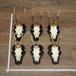 Cuernos de corzo, 6 piezas, corzos machos, corzo macho, cuernos de corzo, juego sobre placas de trofeo 21.475
