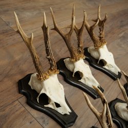 Cuernos de corzo, 6 piezas, corzos machos, corzo macho, cuernos de corzo, juego sobre placas de trofeo 21.475