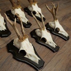 Cuernos de corzo, 6 piezas, corzos machos, corzo macho, cuernos de corzo, juego sobre placas de trofeo 21.475