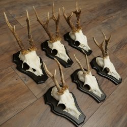 Cuernos de corzo, 6 piezas, corzos machos, corzo macho, cuernos de corzo, juego sobre placas de trofeo 21.475