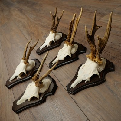 Cuernos de corzo, 6 piezas, corzos machos, corzo macho, cuernos de corzo, juego sobre placas de trofeo 21.475