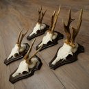 Cuernos de corzo, 6 piezas, corzos machos, corzo macho, cuernos de corzo, juego sobre placas de trofeo 21.475